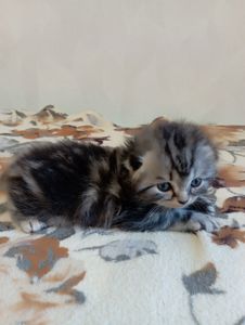 Шотландське кошеня сріблястий мармур.