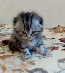 Шотландське кошеня сріблястий мармур.