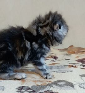 Шотландське кошеня сріблястий мармур.