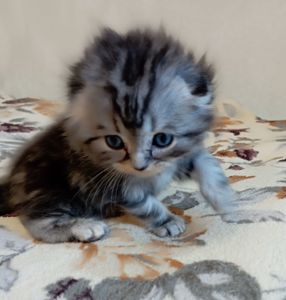 Шотландське кошеня сріблястий мармур.