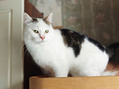Плюш