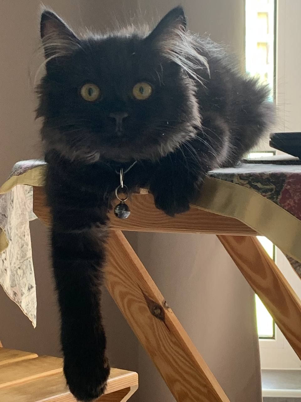 КошеняОберіг з родини КотоЧаклунокБерегинь