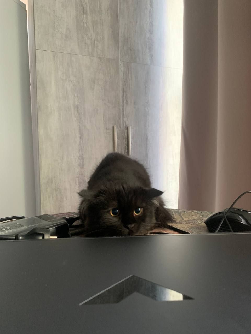 КошеняОберіг з родини КотоЧаклунокБерегинь