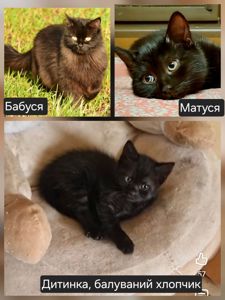 КошеняОберіг з родини КотоЧаклунокБерегинь