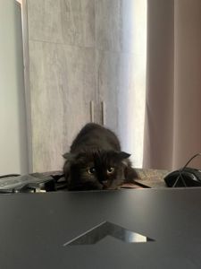 КошеняОберіг з родини КотоЧаклунокБерегинь