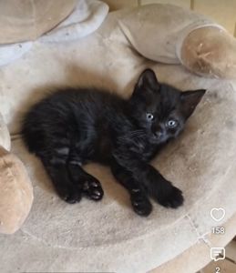 КошеняОберіг з родини КотоЧаклунокБерегинь