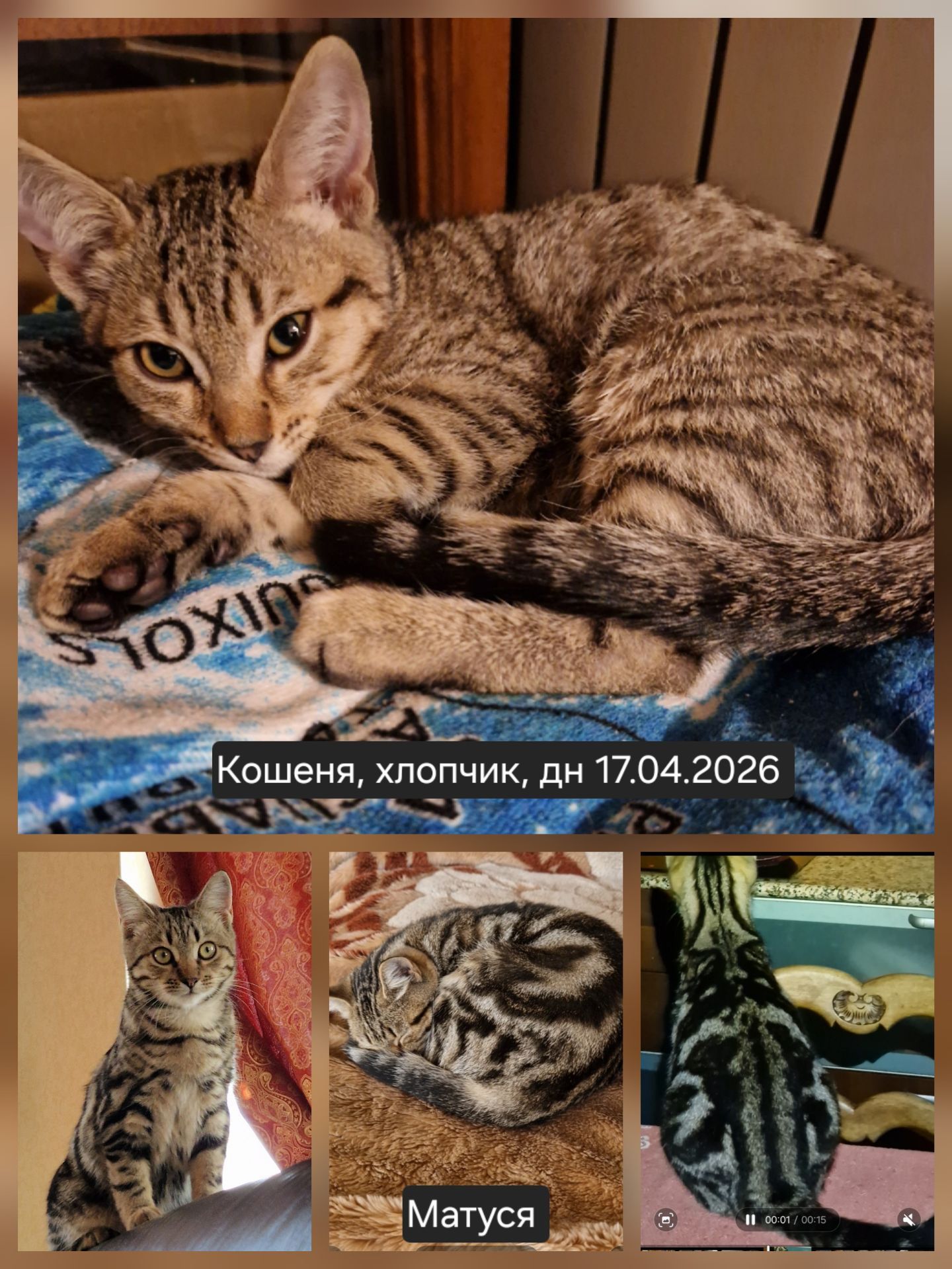 Метис Бенгала+Американської короткошорстної