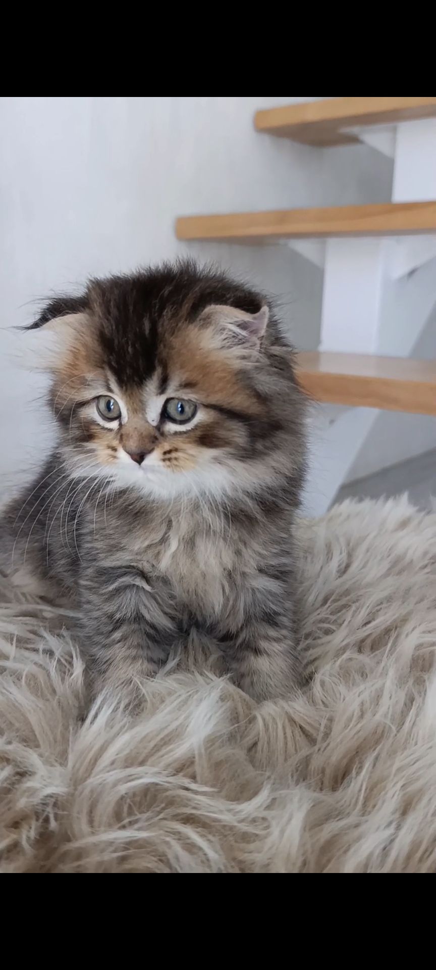 Шотландский вислоухий шиншилла Хайленд