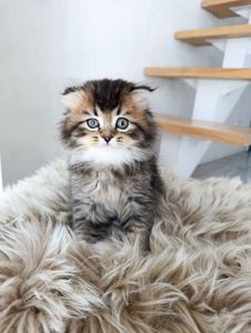 Шотландский вислоухий шиншилла Хайленд