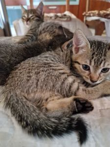 Метис Бенгала+Американської короткошорстної