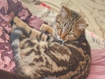 Метис Бенгала+Американської короткошорстної