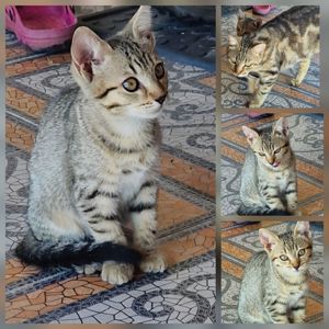 Метис Бенгала+Американської короткошорстної