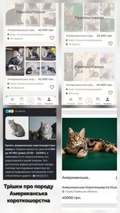 Метис Бенгала+Американської короткошорстної