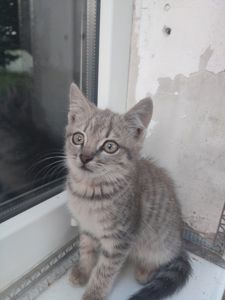 Віддам кошенят в добрі руки