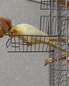 Продам корелу (самку) Цирілу