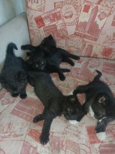 Віддам кошення