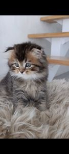 Шотландский вислоухий шиншилла Хайленд