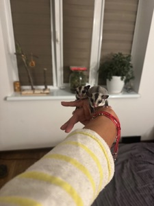 Маленькі посумята