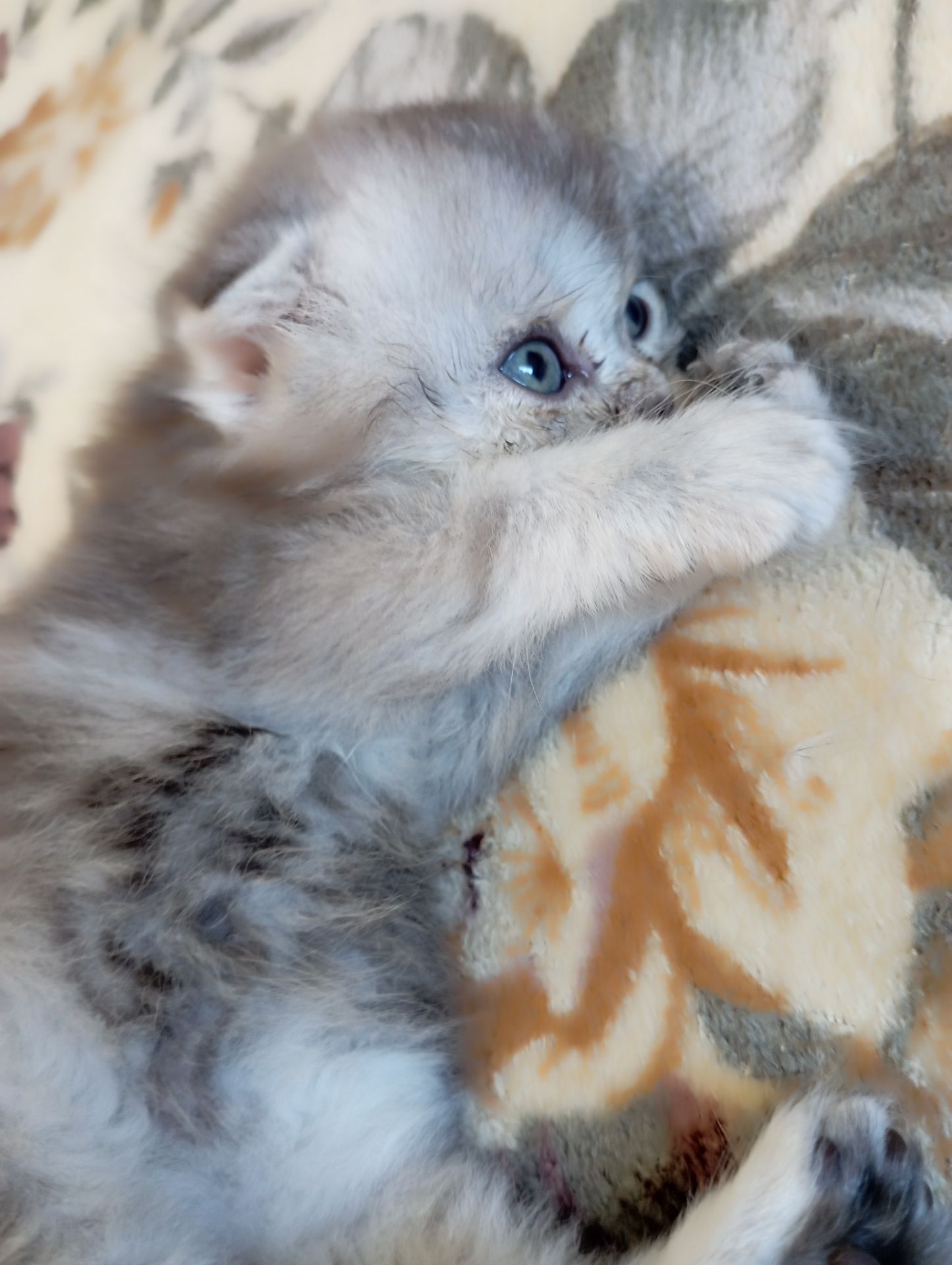 Шотландське висловухе кошеня