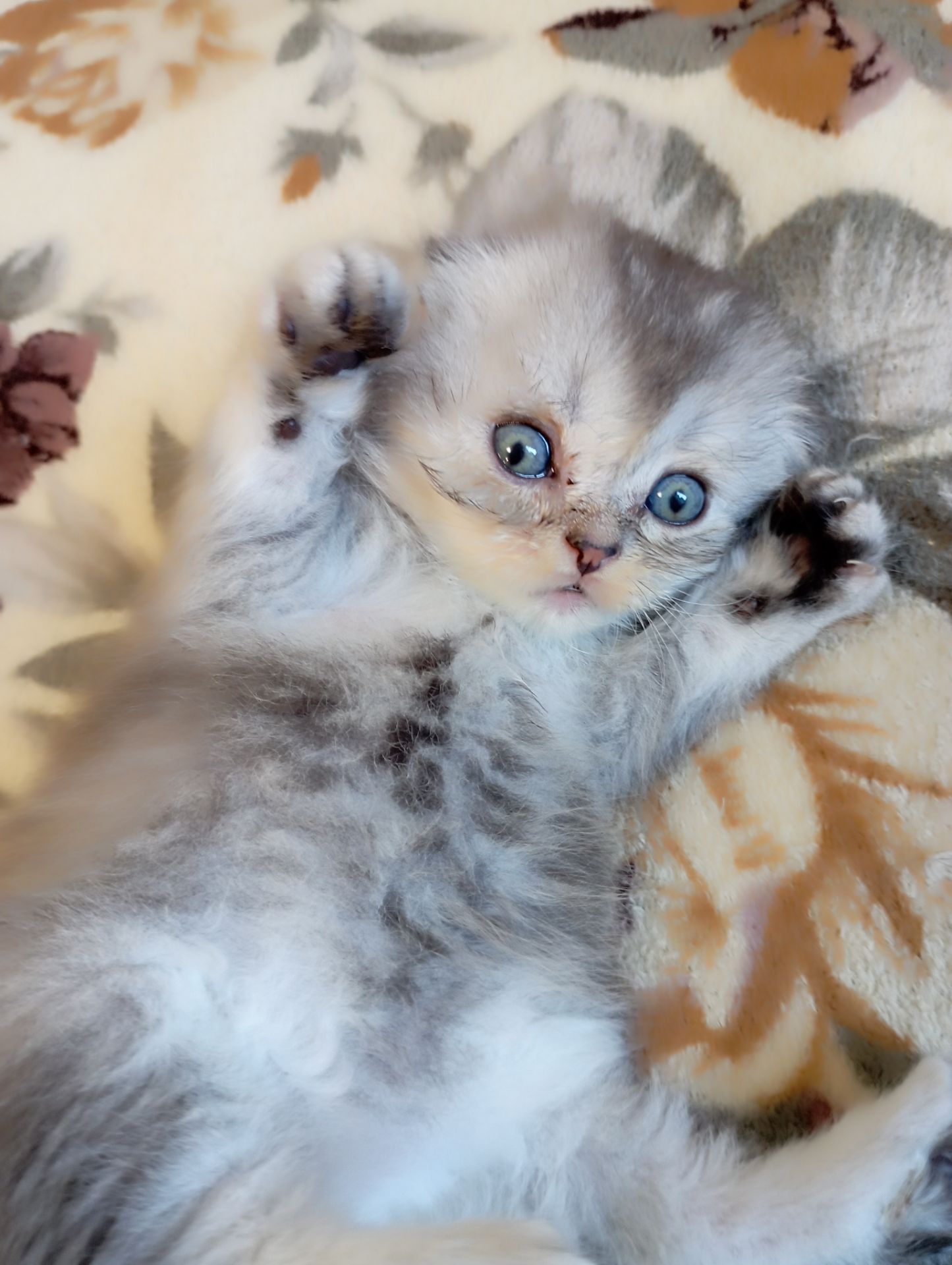 Шотландське висловухе кошеня