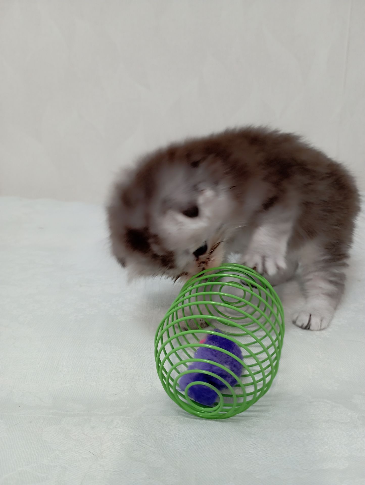 Шотландське висловухе кошеня