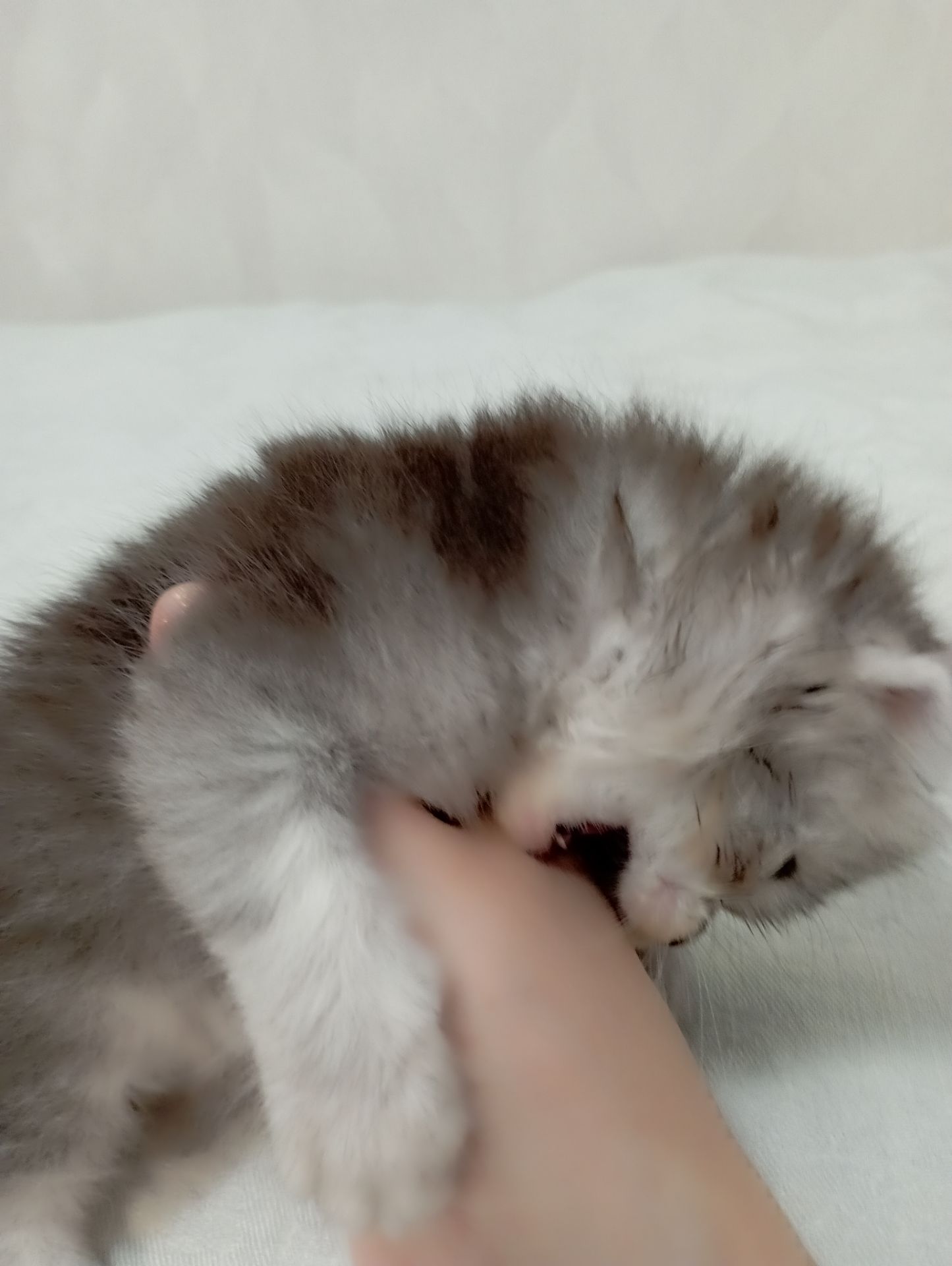 Шотландське висловухе кошеня