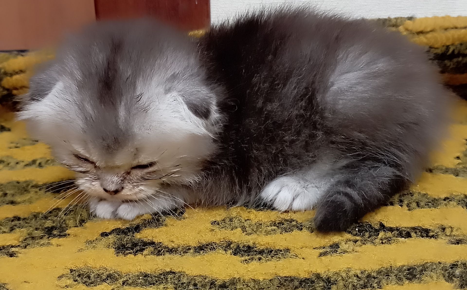 Шотландське висловухе кошеня
