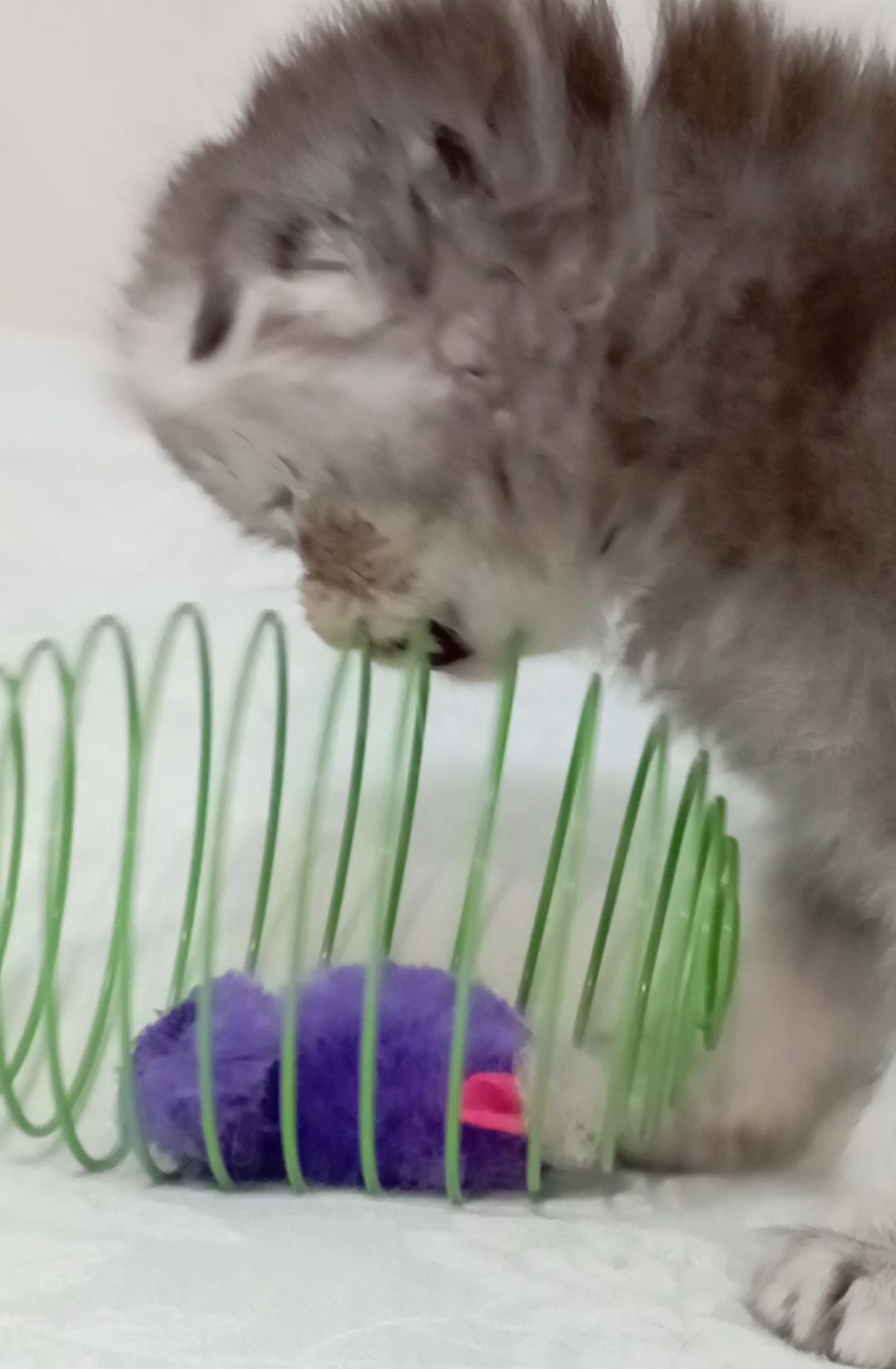 Шотландське висловухе кошеня