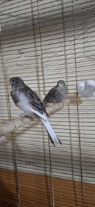 Канарейка коричневая бесплатно