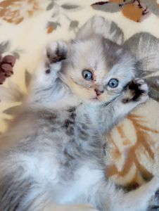 Шотландське висловухе кошеня
