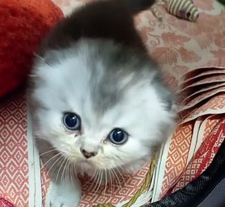 Шотландське висловухе кошеня