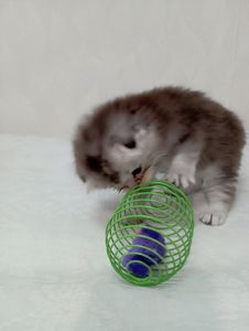 Шотландське висловухе кошеня