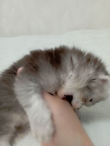 Шотландське висловухе кошеня