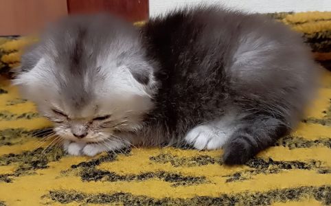 Шотландське висловухе кошеня