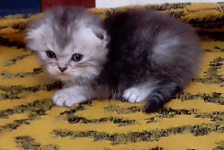 Шотландське висловухе кошеня