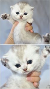 Шотландські кошенята