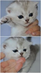 Шотландські кошенята