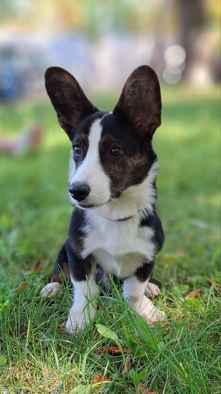 Цуценя коргі кардиган 6 місяців