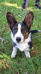 Цуценя коргі кардиган 5 місяців