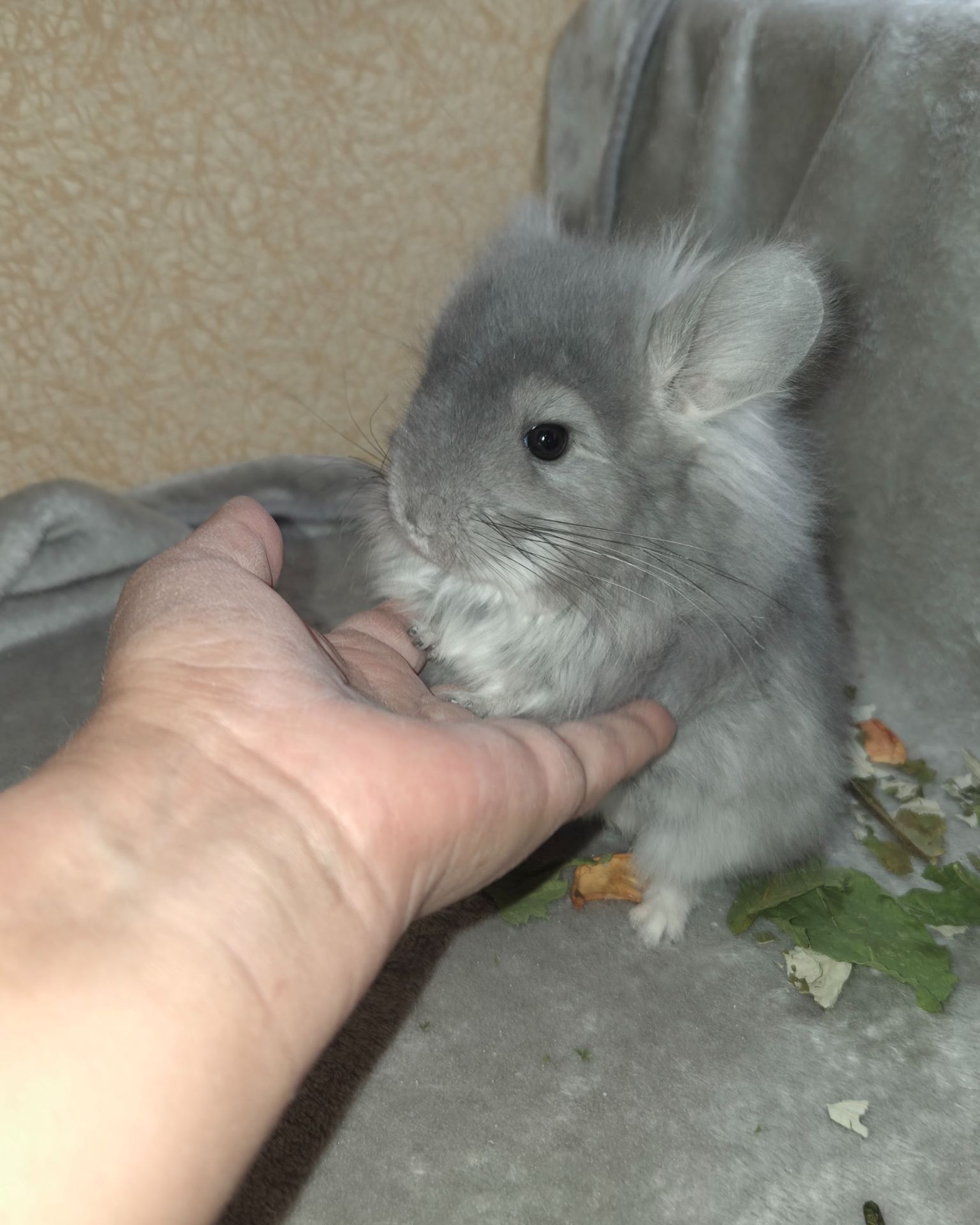 Фіолетова ангора