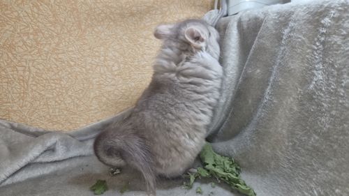 Шиншила ангора