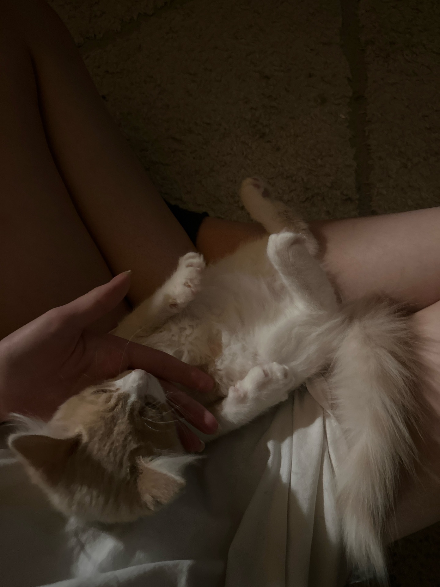 Кошеня фея