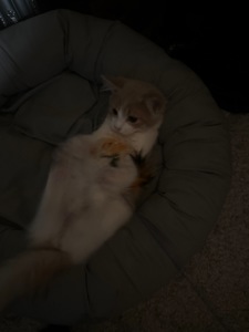 Кошеня фея