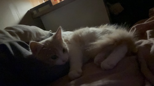 Кошеня фея