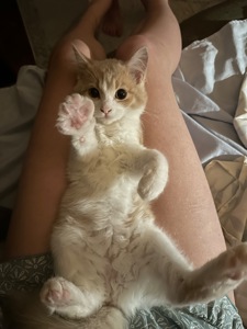 Кошеня фея