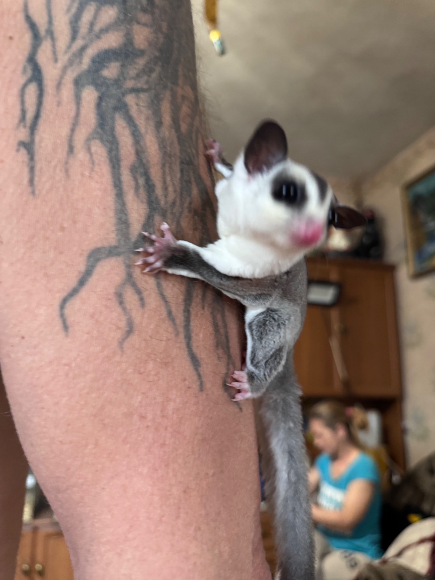 Цукровий Посум білка летяга хлопчик