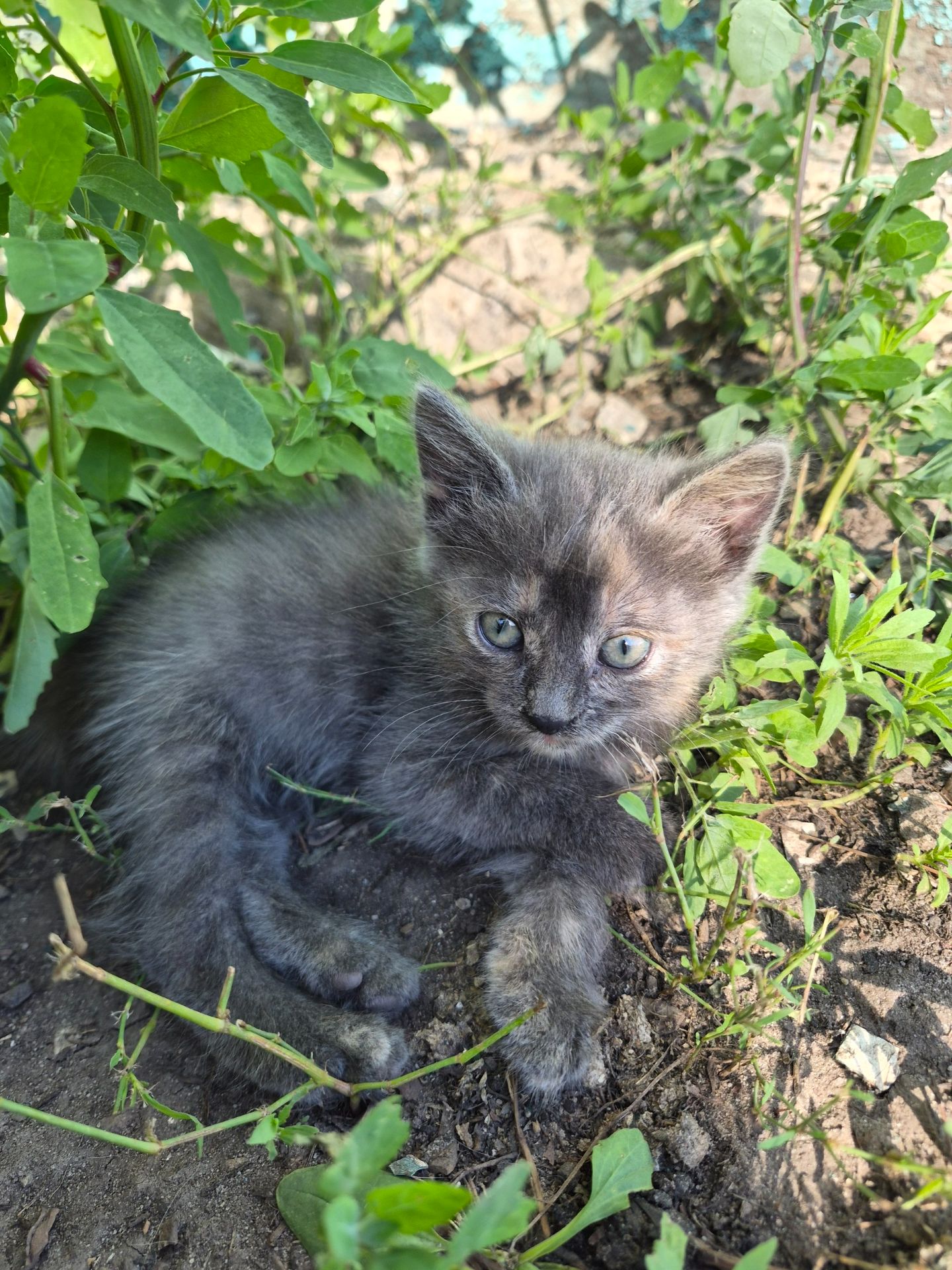 Кошеня Димка