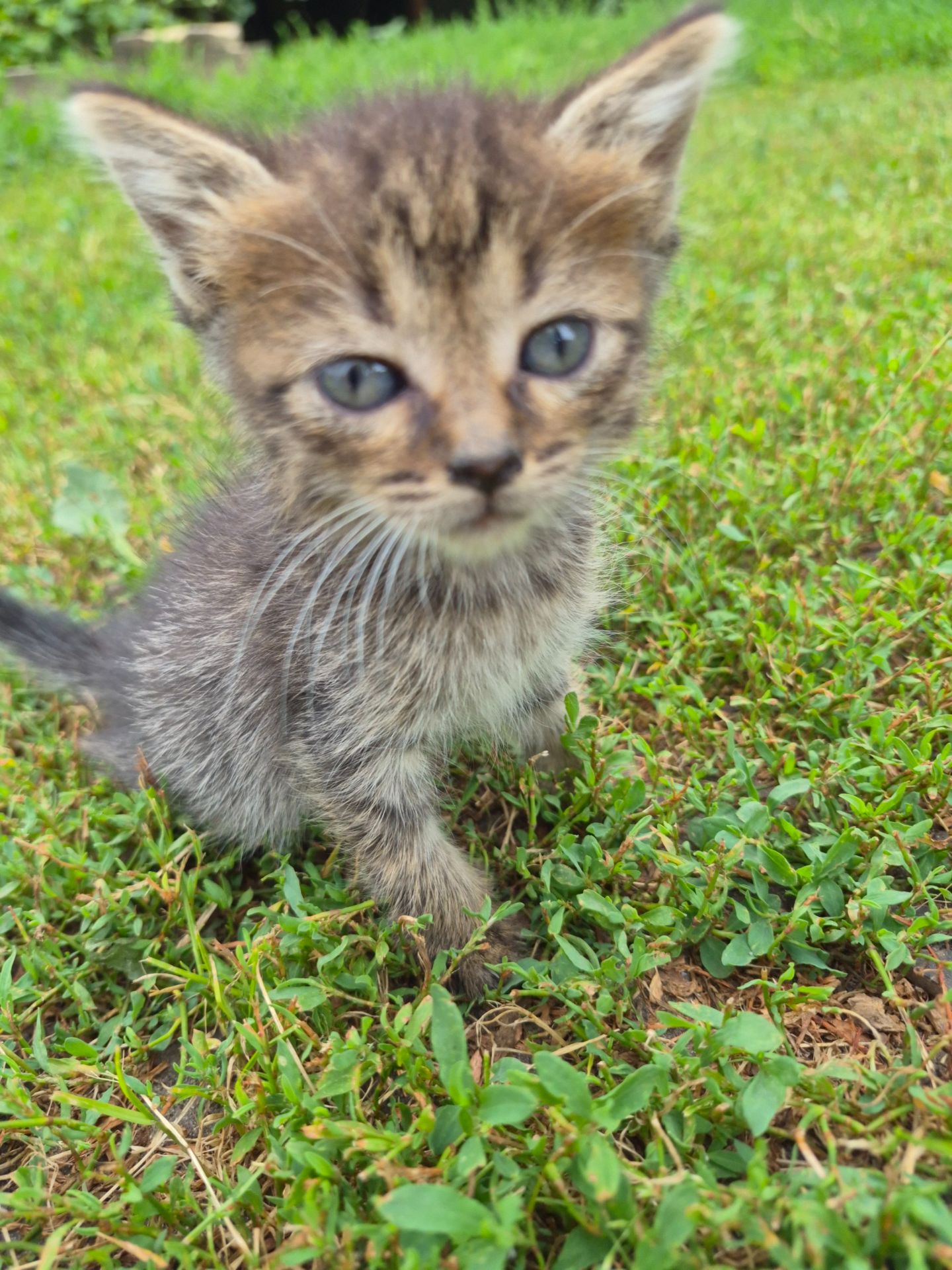 Котик Тім
