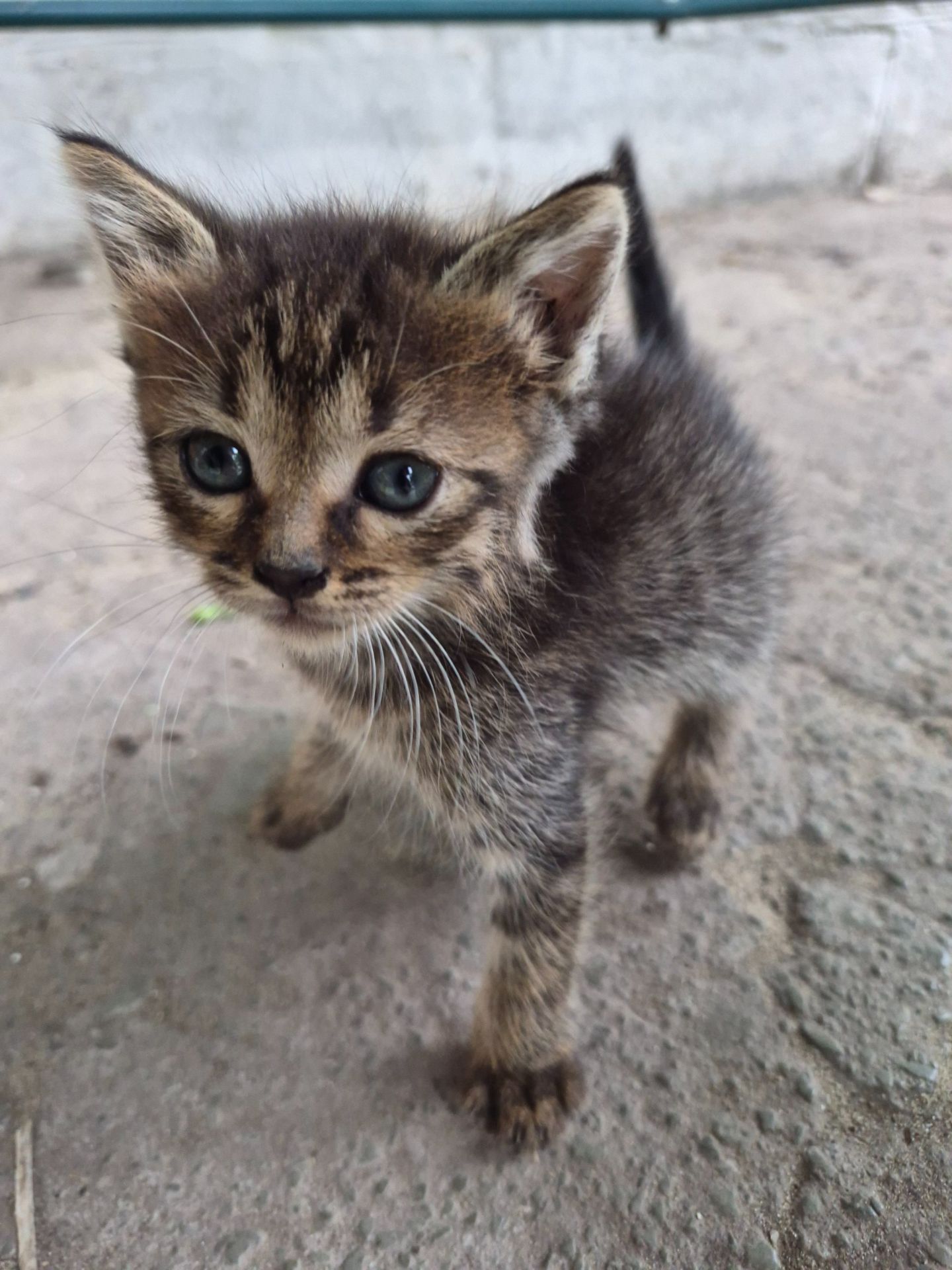кошеня Міла