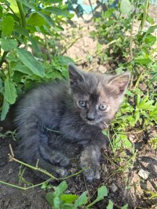 Кошеня Димка